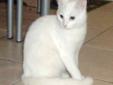 Young Female Cat - Domestic Short Hair-white: 