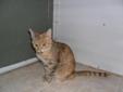 Young Female Cat - Tabby: 