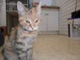 Young Female Cat - Tabby: 