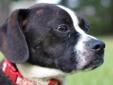 Young Female Dog - Boston Terrier: 