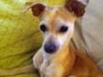 Young Female Dog - Chihuahua: 