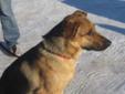 Young Female Dog - Shepherd Rottweiler: 
