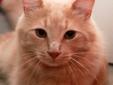 Young Male Cat - Domestic Medium Hair-orange: 