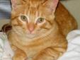 Young Male Cat - Domestic Short Hair: 