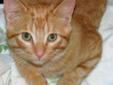 Young Male Cat - Domestic Short Hair: 