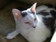 Young Male Cat - Domestic Short Hair - gray and white: 