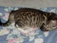 Young Male Cat - Tabby - Brown: 
