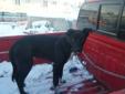 Young Male Dog - Black Labrador Retriever Husky: 