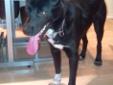 Young Male Dog - Black Labrador Retriever Husky: 