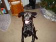 Young Male Dog - Black Labrador Retriever: 
