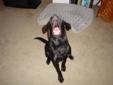 Young Male Dog - Black Labrador Retriever: 