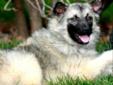 Young Male Dog - Norwegian Elkhound: 