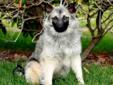 Young Male Dog - Norwegian Elkhound: 