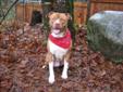 Young Male Dog - Pit Bull Terrier: 